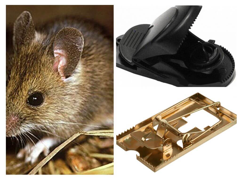 Cum să pui o tracțiune cu șoareci