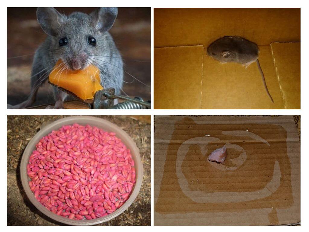 Kaip iš pelės ištraukti peles