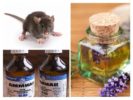 Remédios populares para ratos