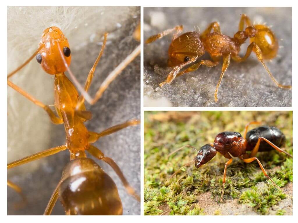 Quantas patas tem uma formiga?