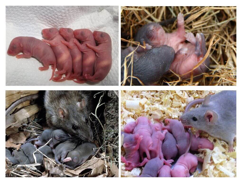 Cum arată șobolanii mici
