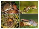Lối sống của chuột rừng