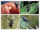 Estil de vida d’escarabats