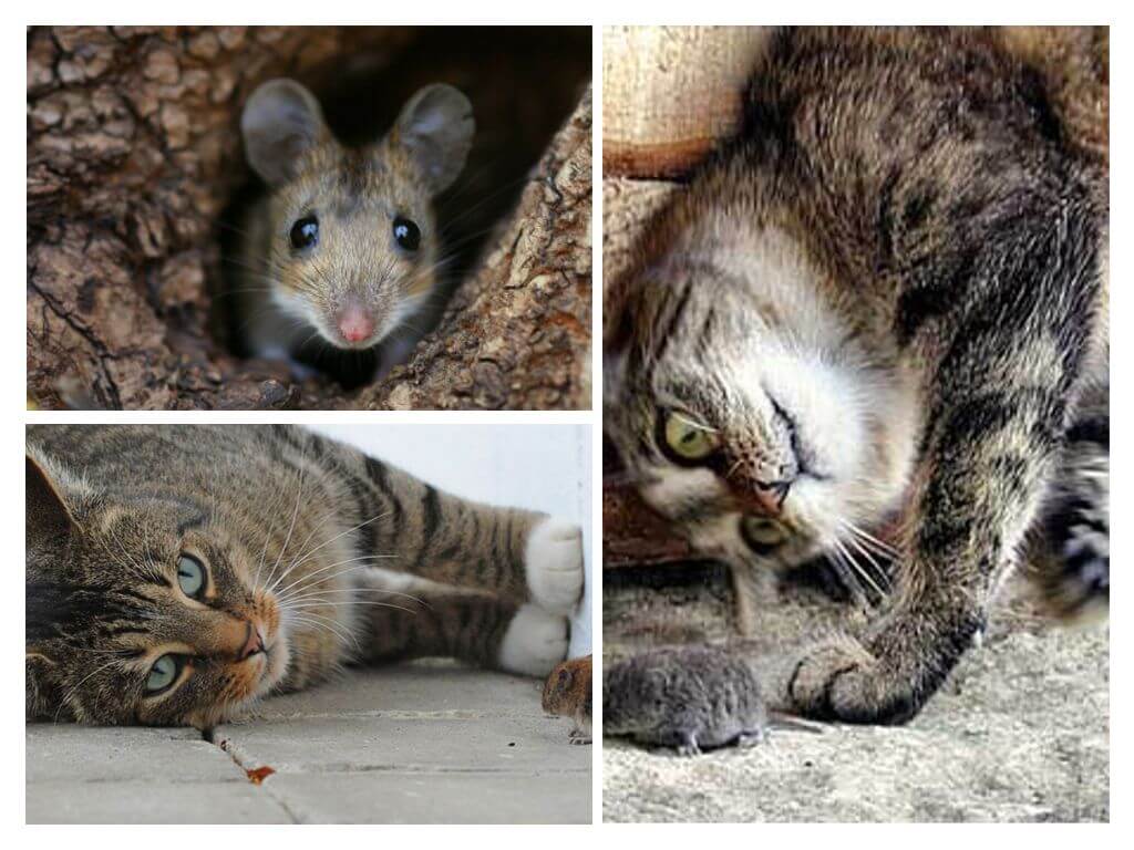 Els ratolins mengen gats i gats