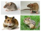 Ero hiirien ja muiden eläinten välillä