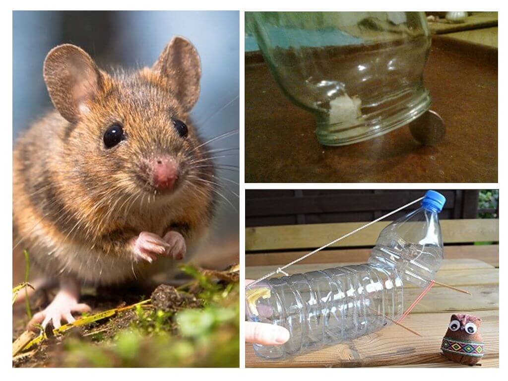 Hur man fångar en mus i ett hus utan en råttfälla
