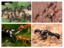 Живот на мравки