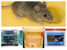 Ngộ độc từ chuột