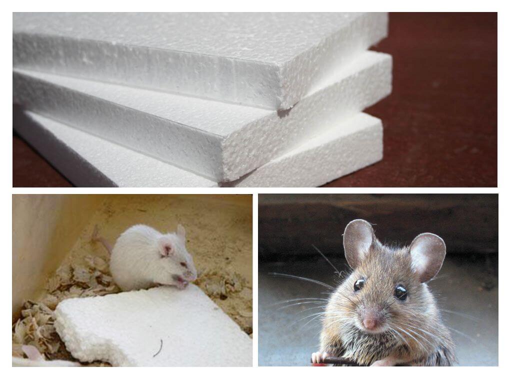 ¿Los ratones muerden la espuma?