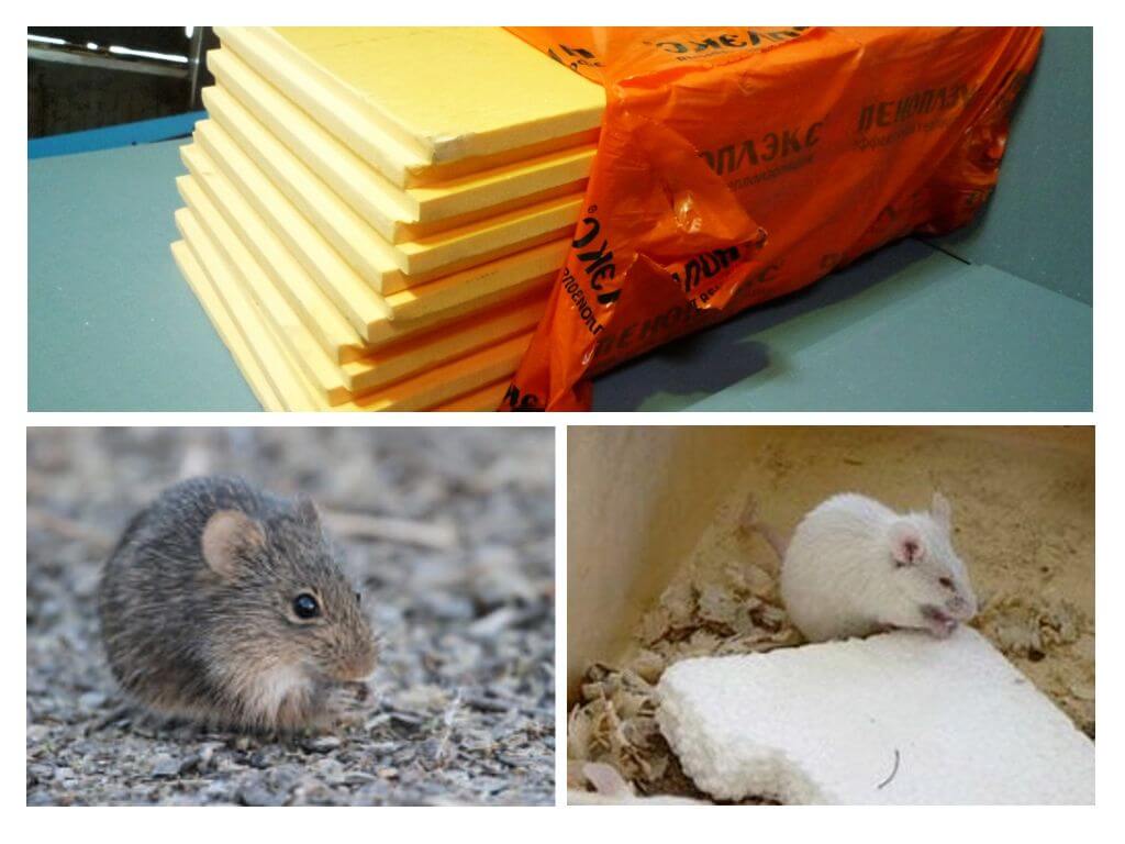 Czy myszy jedzą penoplex