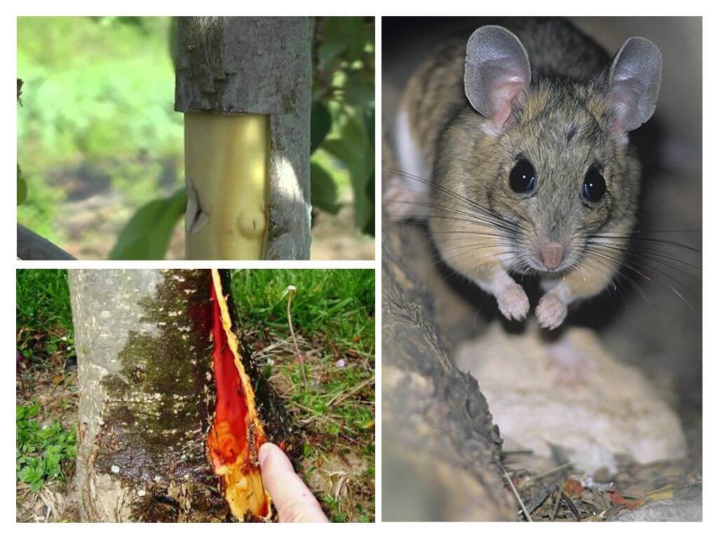 Kuinka säästää omenapuuta, jos hiiri syö kuorta