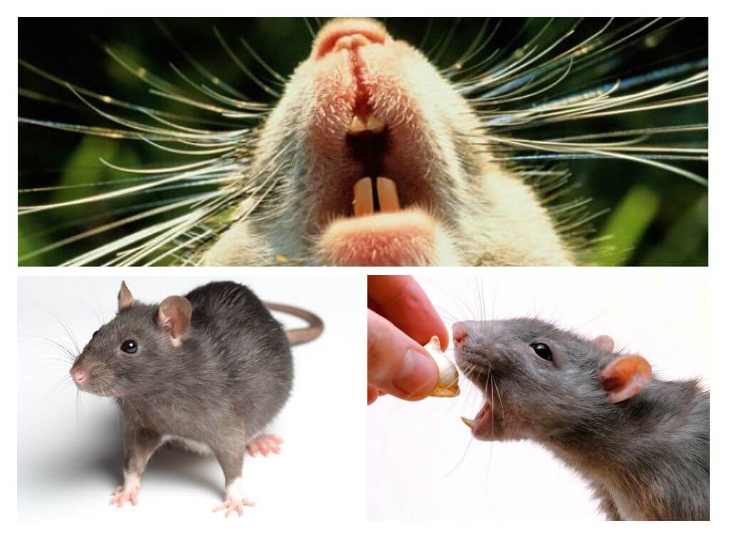 Tikus tikus