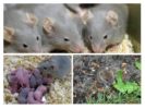 Alimentación y cría de roedores