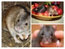 Nutriția șoarecilor