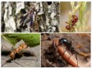 Alimento de insectos en la naturaleza