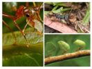 Beneficios de insectos