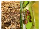 Fördelarna med myror