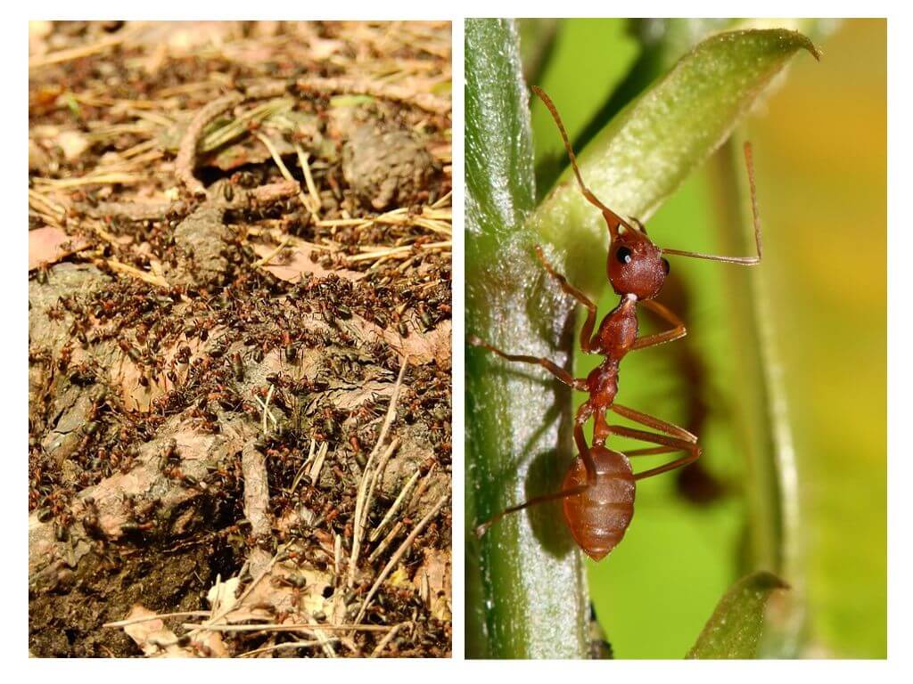 Varför är myror användbara?