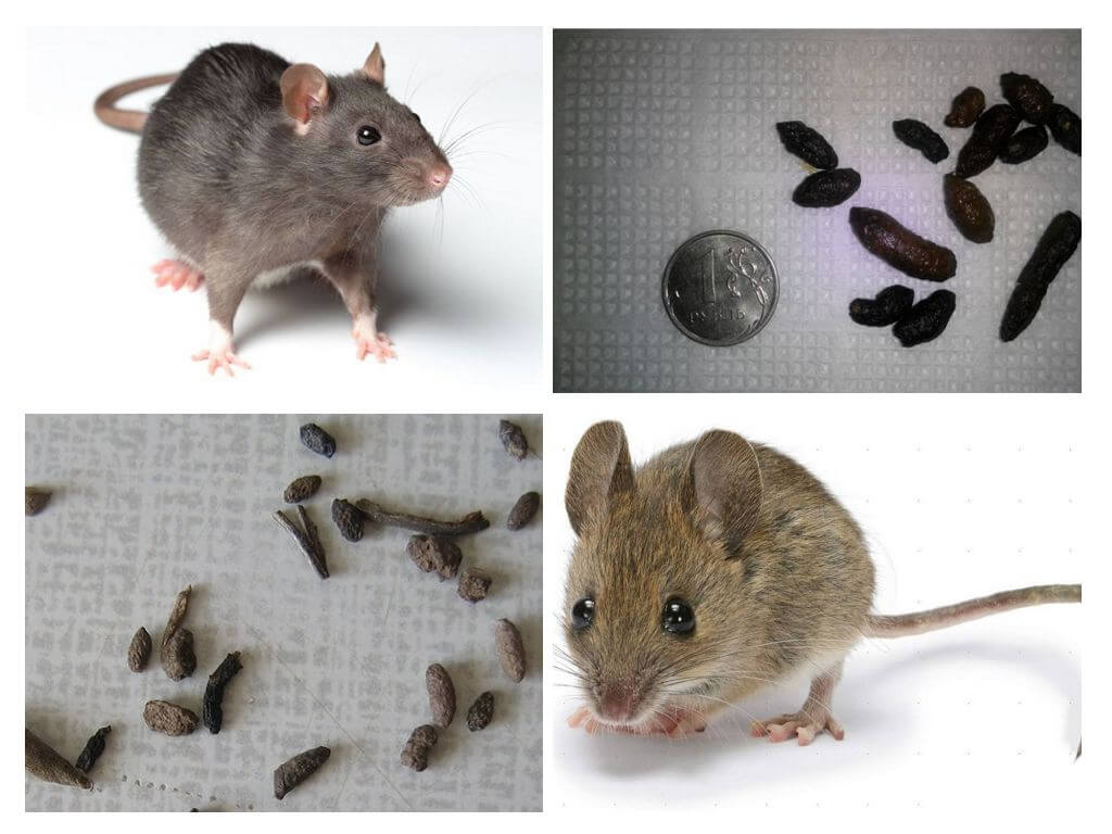 Como são os excrementos de ratos?