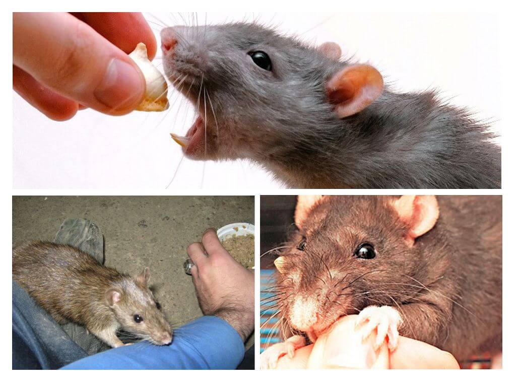 Vad man ska göra om en råtta har bitt