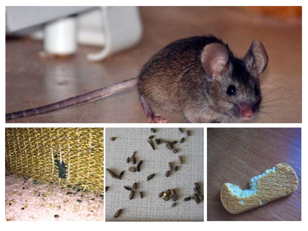Kā tikt galā ar pelēm dzīvoklī