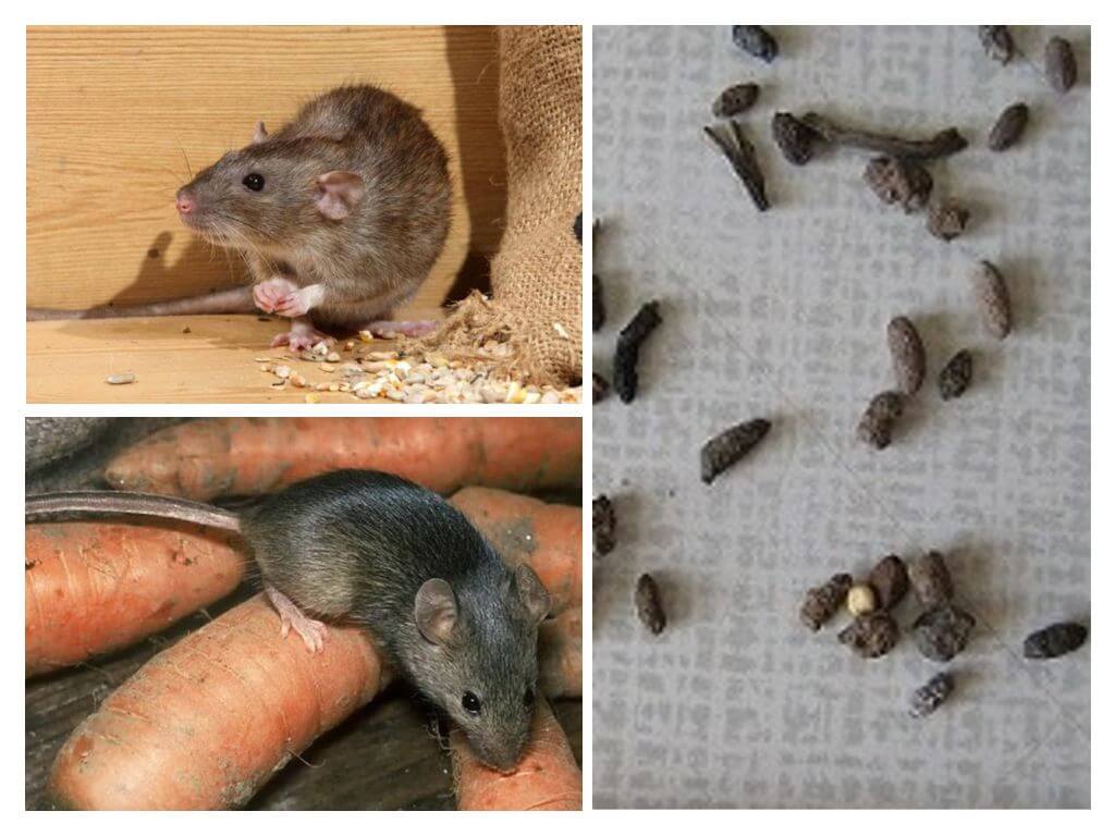 Özel bir evde farelerle nasıl başa çıkılır?