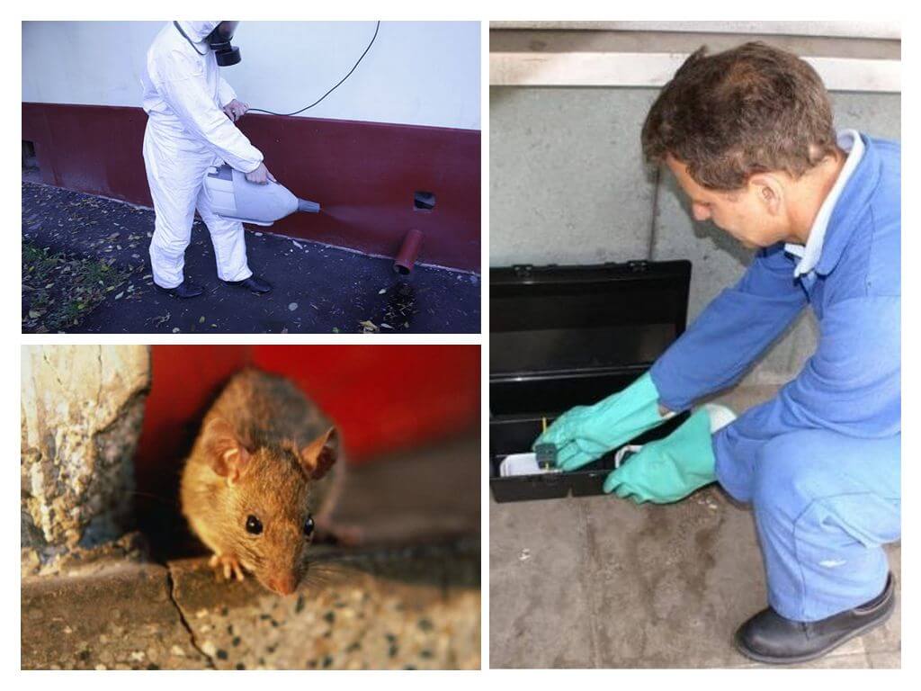 Distrugerea șobolanilor și șoarecilor de către servicii specializate