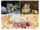 Храненето и размножаването на мишки