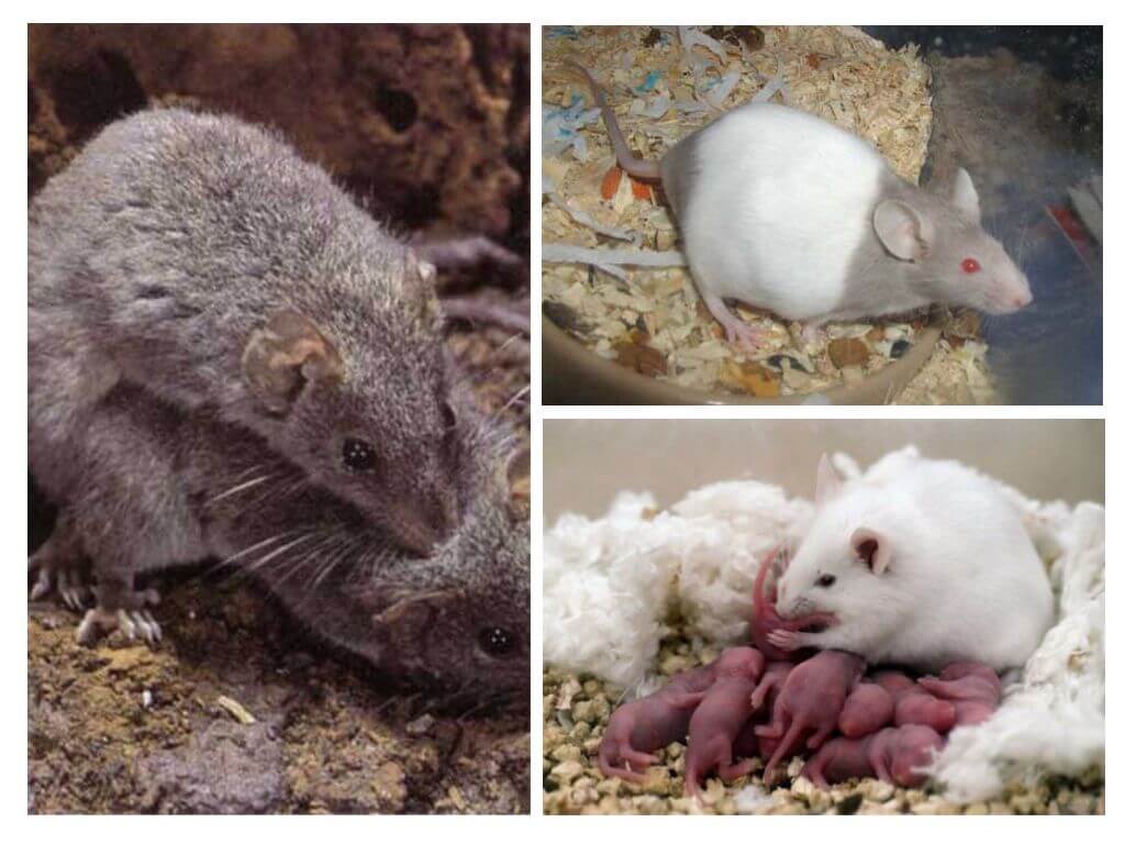 Șoareci care cresc