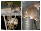 Mga species ng mga rodents