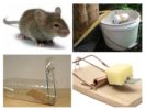 Variedades de ratoeiras