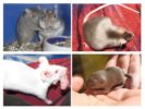 Nascimentos em roedores