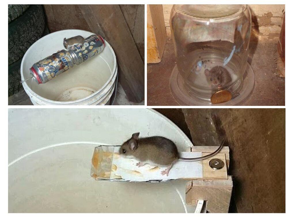 Como fazer uma ratoeira faça você mesmo