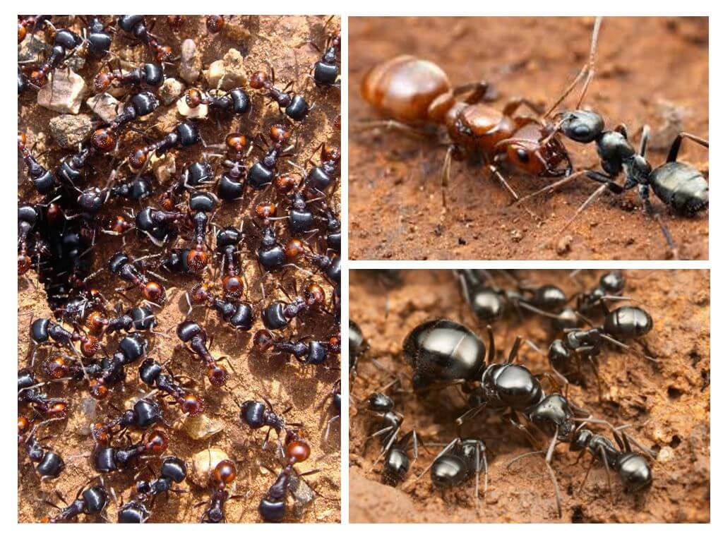 Etapas del desarrollo de hormigas