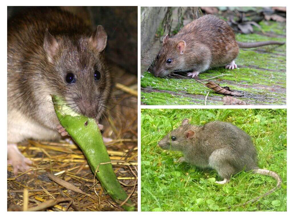 Jak wyglądają szczury?