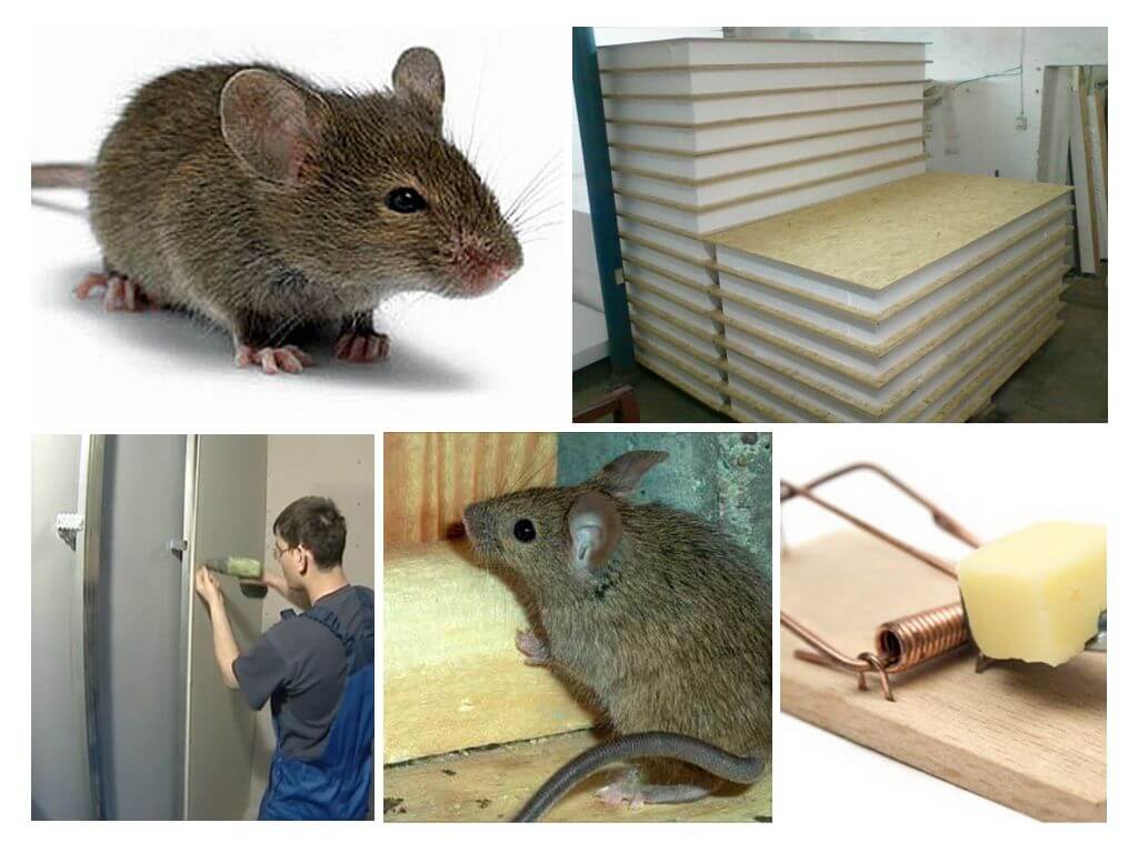 Faceți șoareci înghițite panouri