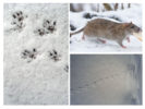 Rattensporen in de sneeuw