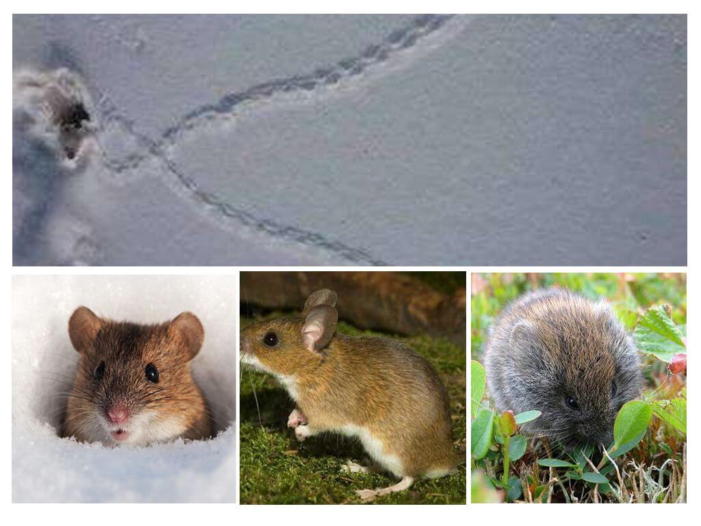 עקבות של עכברים בשלג
