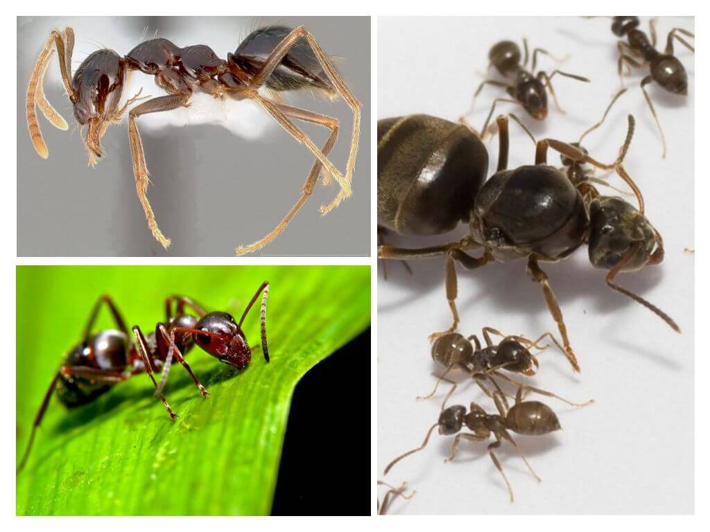 As formigas dormem