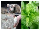 Народни лекарства за мишки