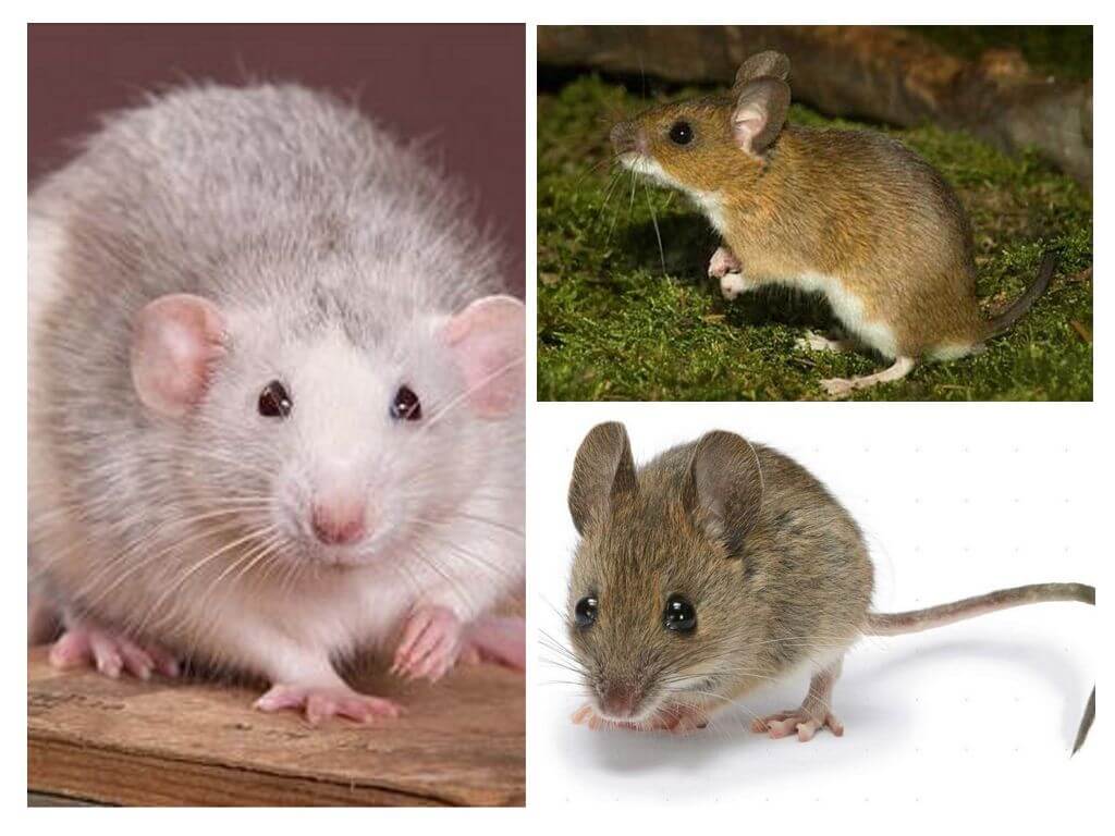 A estrutura dos ratos