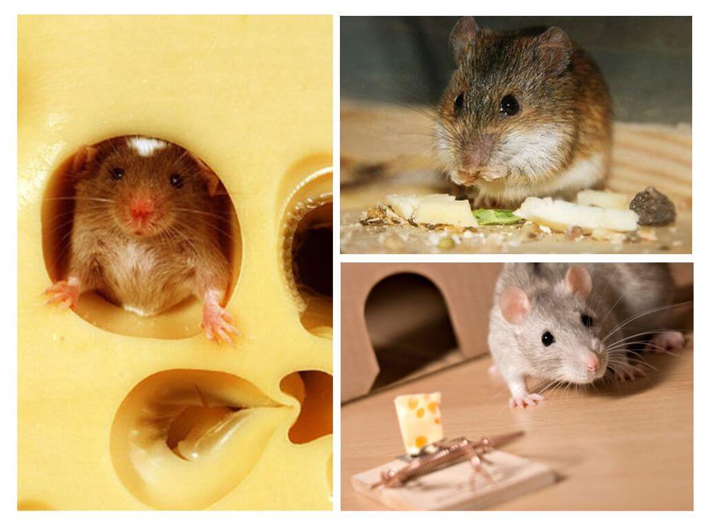 Ratos comem queijo ou não