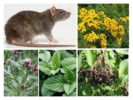 Sıçan bitkileri