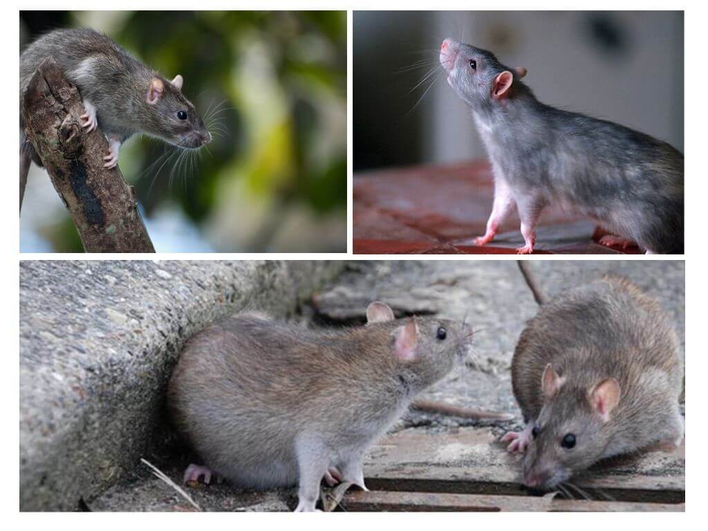Berapa umur tikus?