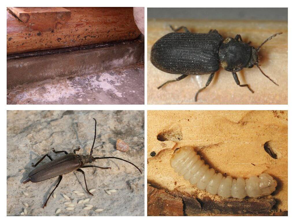 Paano mapupuksa ang isang barbel beetle