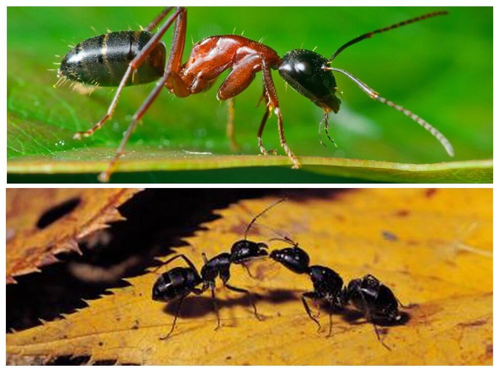 Quanto pesa uma formiga?
