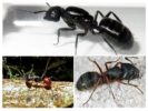 Soorten grote mieren