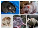 Ratten soorten