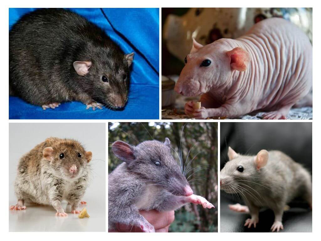 Specii de șobolan