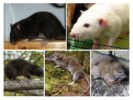 Sıçan türleri